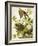 Carolina Turtle Dove-John James Audubon-Framed Art Print