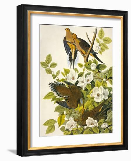 Carolina Turtle Dove-John James Audubon-Framed Art Print