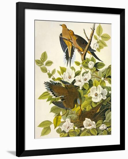 Carolina Turtle Dove-John James Audubon-Framed Art Print