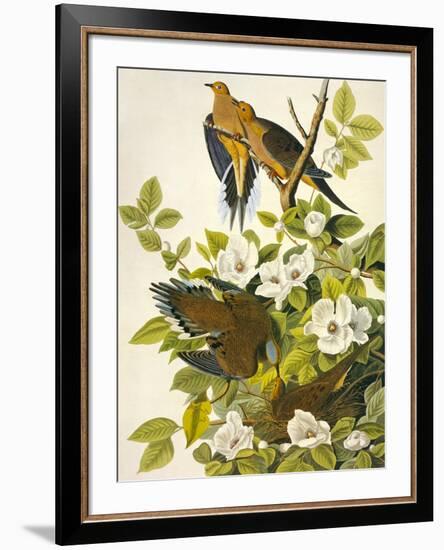 Carolina Turtle Dove-John James Audubon-Framed Art Print