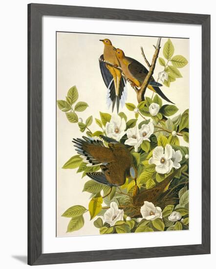 Carolina Turtle Dove-John James Audubon-Framed Art Print