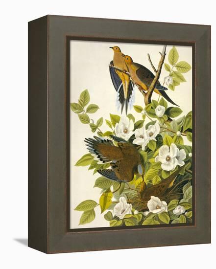 Carolina Turtle Dove-John James Audubon-Framed Stretched Canvas