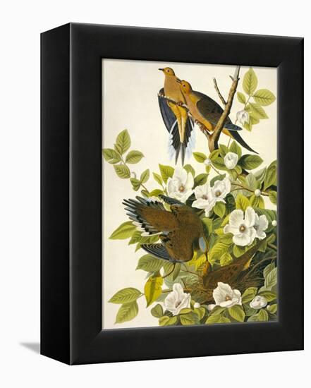 Carolina Turtle Dove-John James Audubon-Framed Stretched Canvas