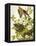 Carolina Turtle Dove-John James Audubon-Framed Stretched Canvas