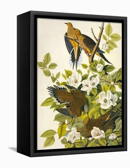 Carolina Turtle Dove-John James Audubon-Framed Stretched Canvas