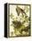 Carolina Turtle Dove-John James Audubon-Framed Stretched Canvas