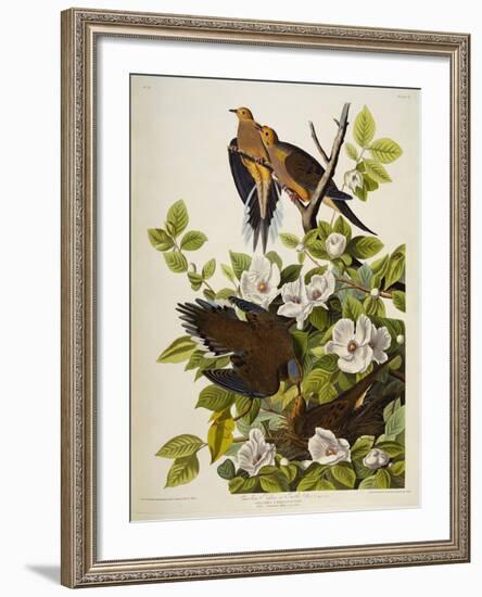 Carolina Turtledove. Mourning Dove, (Zenaida Macroura), Plate Xvii, from 'The Birds of America'-John James Audubon-Framed Giclee Print