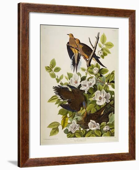 Carolina Turtledove. Mourning Dove, (Zenaida Macroura), Plate Xvii, from 'The Birds of America'-John James Audubon-Framed Giclee Print