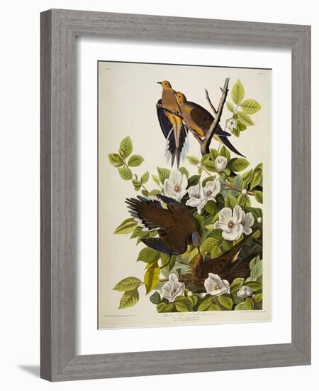 Carolina Turtledove. Mourning Dove, (Zenaida Macroura), Plate Xvii, from 'The Birds of America'-John James Audubon-Framed Giclee Print