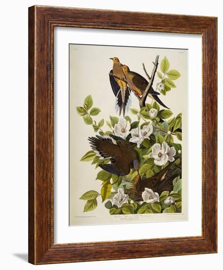 Carolina Turtledove. Mourning Dove, (Zenaida Macroura), Plate Xvii, from 'The Birds of America'-John James Audubon-Framed Giclee Print