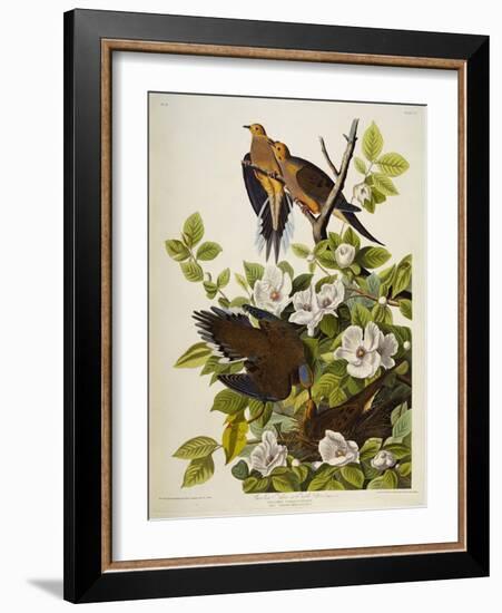 Carolina Turtledove. Mourning Dove, (Zenaida Macroura), Plate Xvii, from 'The Birds of America'-John James Audubon-Framed Giclee Print