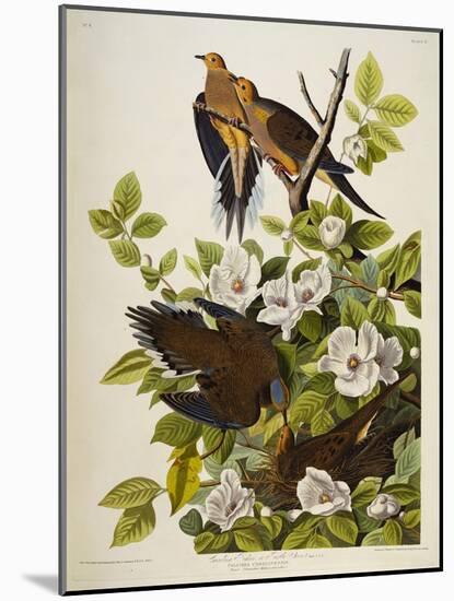 Carolina Turtledove. Mourning Dove, (Zenaida Macroura), Plate Xvii, from 'The Birds of America'-John James Audubon-Mounted Giclee Print