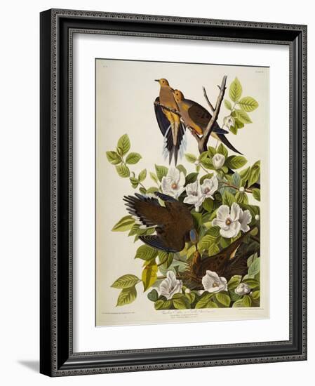 Carolina Turtledove. Mourning Dove, (Zenaida Macroura), Plate Xvii, from 'The Birds of America'-John James Audubon-Framed Giclee Print