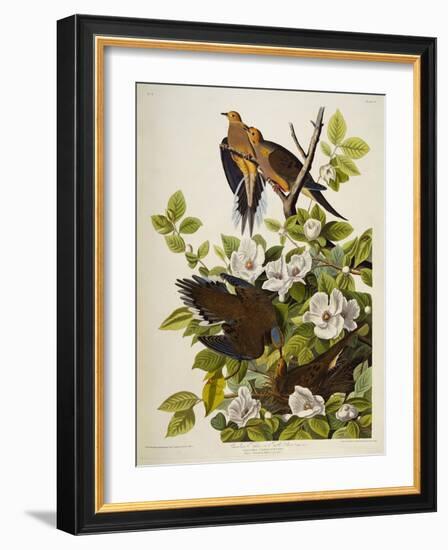 Carolina Turtledove. Mourning Dove, (Zenaida Macroura), Plate Xvii, from 'The Birds of America'-John James Audubon-Framed Giclee Print