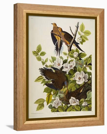 Carolina Turtledove. Mourning Dove, (Zenaida Macroura), Plate Xvii, from 'The Birds of America'-John James Audubon-Framed Premier Image Canvas