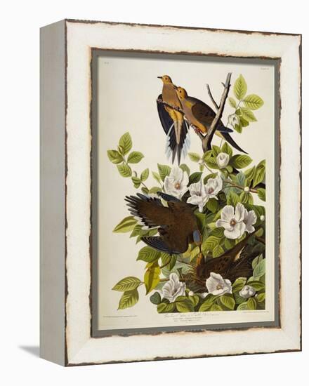 Carolina Turtledove. Mourning Dove, (Zenaida Macroura), Plate Xvii, from 'The Birds of America'-John James Audubon-Framed Premier Image Canvas