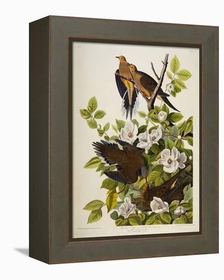 Carolina Turtledove. Mourning Dove, (Zenaida Macroura), Plate Xvii, from 'The Birds of America'-John James Audubon-Framed Premier Image Canvas