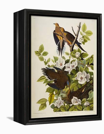 Carolina Turtledove. Mourning Dove, (Zenaida Macroura), Plate Xvii, from 'The Birds of America'-John James Audubon-Framed Premier Image Canvas