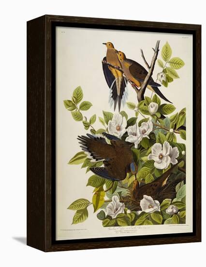 Carolina Turtledove. Mourning Dove, (Zenaida Macroura), Plate Xvii, from 'The Birds of America'-John James Audubon-Framed Premier Image Canvas