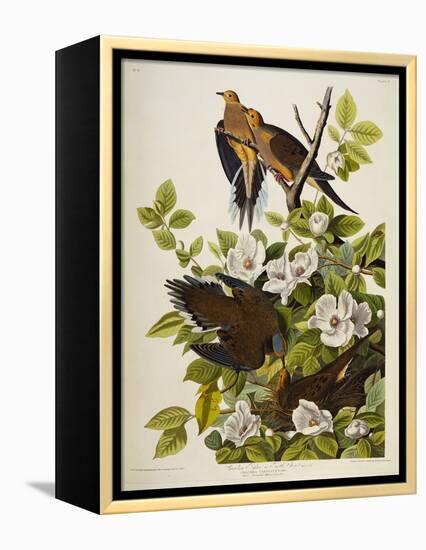 Carolina Turtledove. Mourning Dove, (Zenaida Macroura), Plate Xvii, from 'The Birds of America'-John James Audubon-Framed Premier Image Canvas
