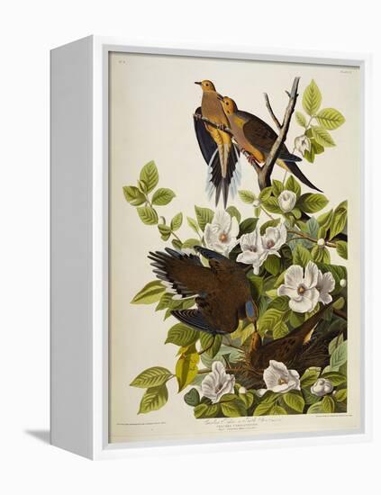 Carolina Turtledove. Mourning Dove, (Zenaida Macroura), Plate Xvii, from 'The Birds of America'-John James Audubon-Framed Premier Image Canvas