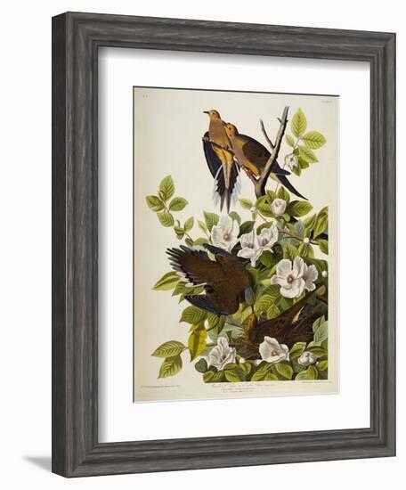 Carolina Turtledove. Mourning Dove, (Zenaida Macroura), Plate Xvii, from 'The Birds of America'-John James Audubon-Framed Giclee Print