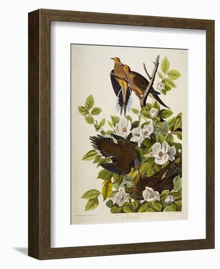 Carolina Turtledove. Mourning Dove, (Zenaida Macroura), Plate Xvii, from 'The Birds of America'-John James Audubon-Framed Giclee Print