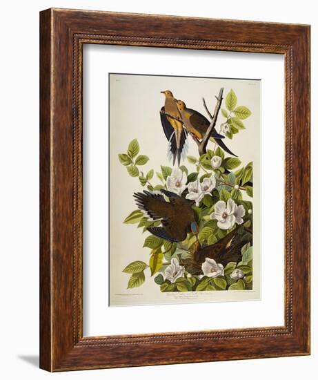 Carolina Turtledove. Mourning Dove, (Zenaida Macroura), Plate Xvii, from 'The Birds of America'-John James Audubon-Framed Giclee Print