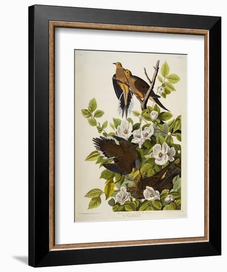 Carolina Turtledove. Mourning Dove, (Zenaida Macroura), Plate Xvii, from 'The Birds of America'-John James Audubon-Framed Giclee Print