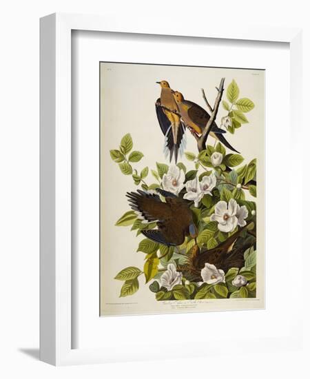 Carolina Turtledove. Mourning Dove, (Zenaida Macroura), Plate Xvii, from 'The Birds of America'-John James Audubon-Framed Giclee Print