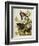 Carolina Turtledove. Mourning Dove, (Zenaida Macroura), Plate Xvii, from 'The Birds of America'-John James Audubon-Framed Giclee Print