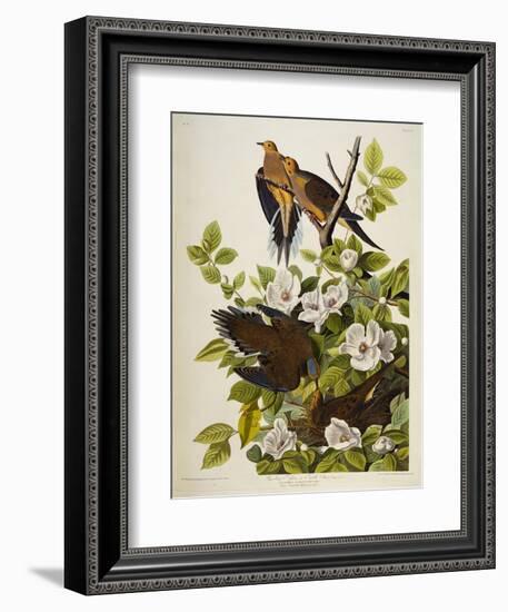 Carolina Turtledove. Mourning Dove, (Zenaida Macroura), Plate Xvii, from 'The Birds of America'-John James Audubon-Framed Giclee Print