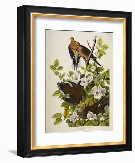 Carolina Turtledove. Mourning Dove, (Zenaida Macroura), Plate Xvii, from 'The Birds of America'-John James Audubon-Framed Giclee Print