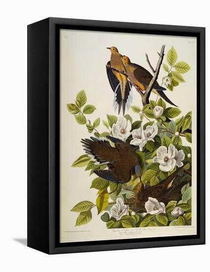Carolina Turtledove. Mourning Dove,-John James Audubon-Framed Premier Image Canvas
