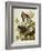 Carolina Turtledove. Mourning Dove,-John James Audubon-Framed Giclee Print