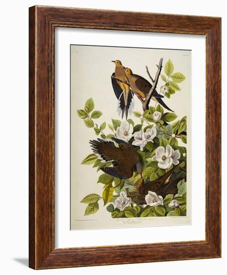 Carolina Turtledove. Mourning Dove,-John James Audubon-Framed Giclee Print