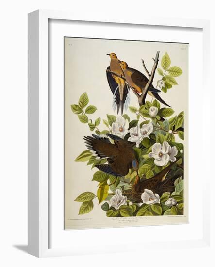 Carolina Turtledove. Mourning Dove,-John James Audubon-Framed Giclee Print