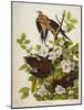 Carolina Turtledove. Mourning Dove,-John James Audubon-Mounted Giclee Print