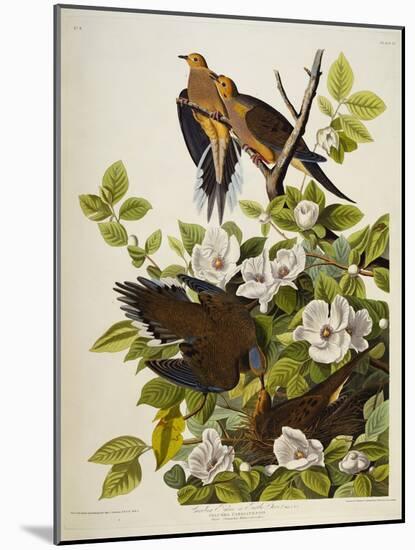 Carolina Turtledove. Mourning Dove,-John James Audubon-Mounted Giclee Print