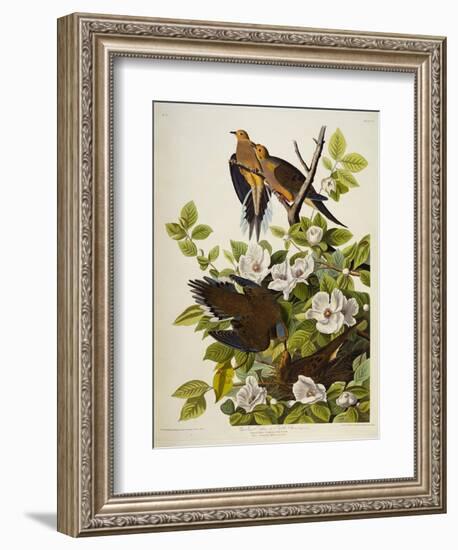 Carolina Turtledove. Mourning Dove,-John James Audubon-Framed Giclee Print