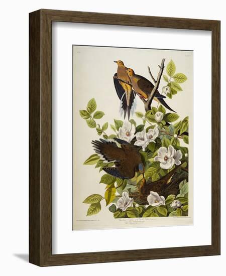 Carolina Turtledove. Mourning Dove,-John James Audubon-Framed Giclee Print