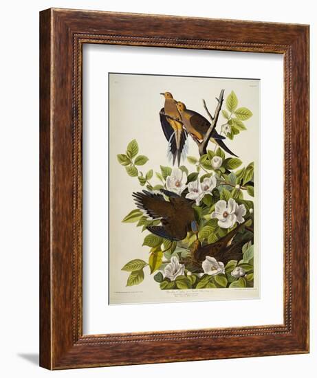 Carolina Turtledove. Mourning Dove,-John James Audubon-Framed Giclee Print