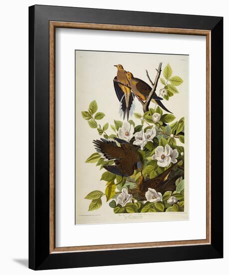 Carolina Turtledove. Mourning Dove,-John James Audubon-Framed Giclee Print