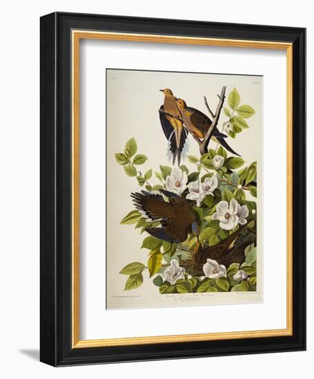 Carolina Turtledove. Mourning Dove,-John James Audubon-Framed Giclee Print