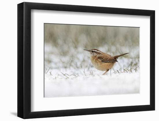 Carolina wren foraging in snow.-Adam Jones-Framed Photographic Print