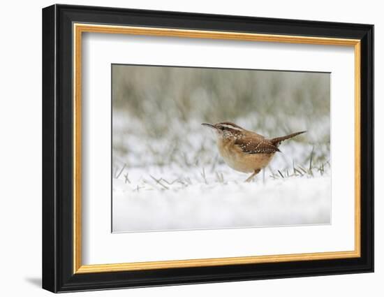 Carolina wren foraging in snow.-Adam Jones-Framed Photographic Print