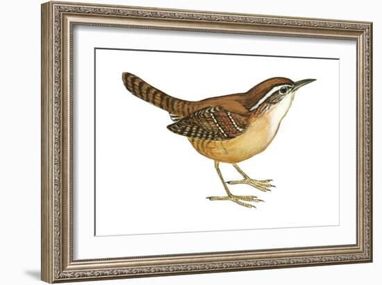 Carolina Wren (Thryothorus Ludovicianus), Birds-Encyclopaedia Britannica-Framed Art Print