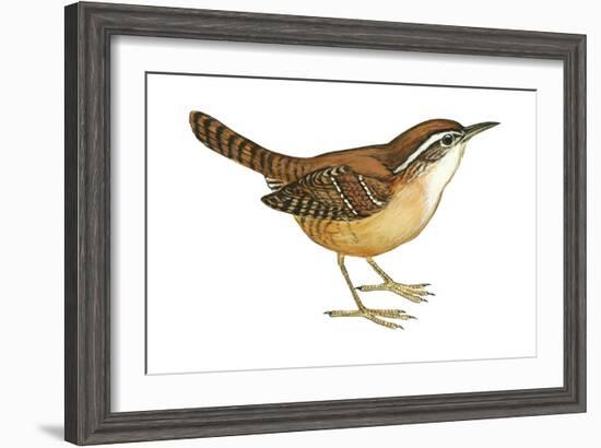 Carolina Wren (Thryothorus Ludovicianus), Birds-Encyclopaedia Britannica-Framed Art Print