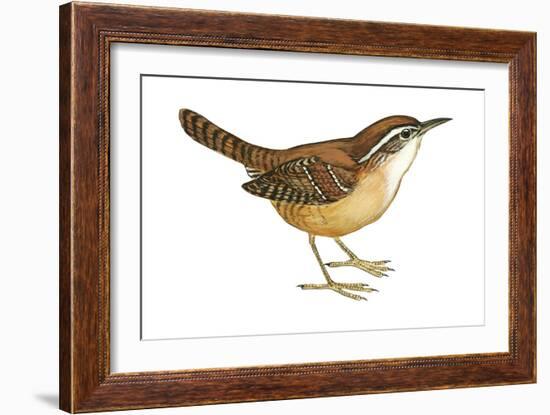 Carolina Wren (Thryothorus Ludovicianus), Birds-Encyclopaedia Britannica-Framed Art Print