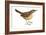 Carolina Wren (Thryothorus Ludovicianus), Birds-Encyclopaedia Britannica-Framed Art Print